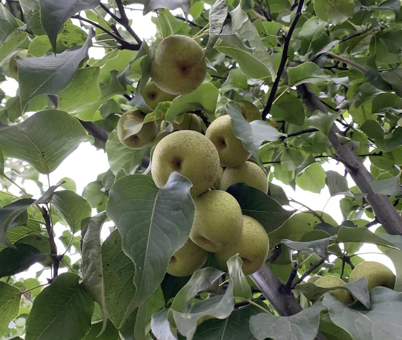 阴树别种四种坏风水,这五棵树千万不要种在家门口