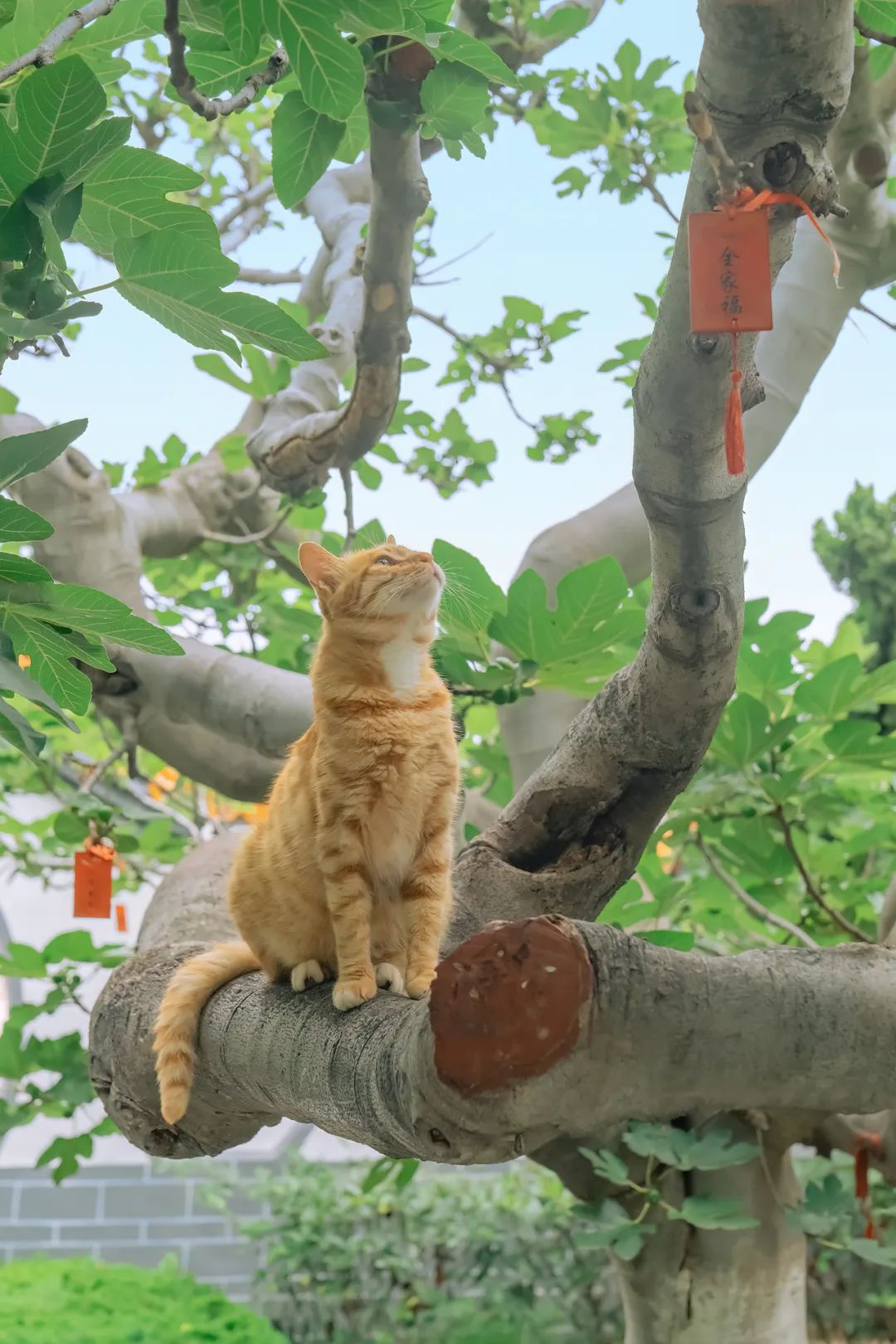 八仙过海各显神通鼠来宝,八仙过海狸猫