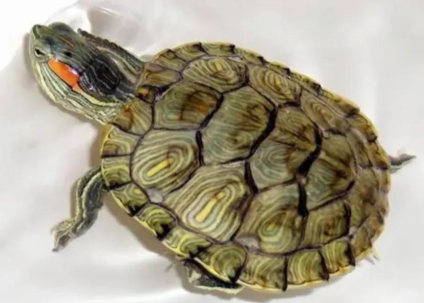 养龟知识100条解决养龟常见问题,怎么养龟龟的身体才健康