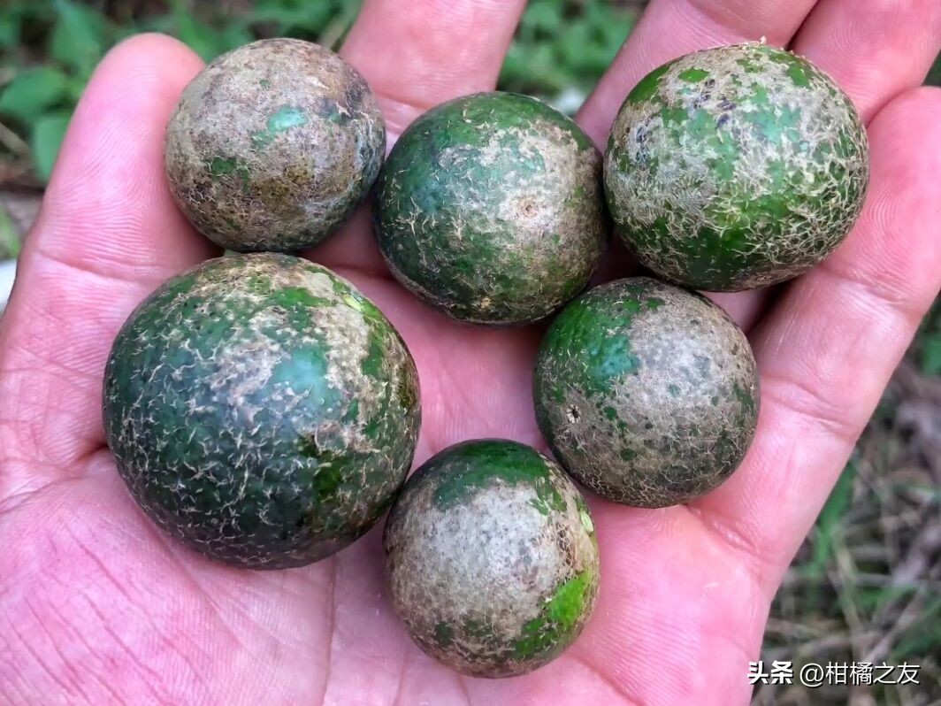 梅雨季节锈壁虱还会危害柑橘吗,柑橘锈壁虱防治最佳时段是哪个月