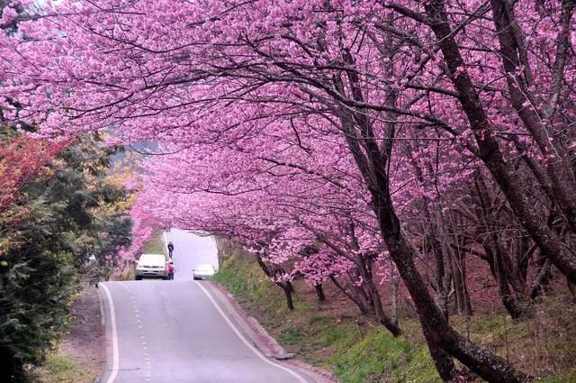 初春河津樱花图片大全,河津樱花品种大全
