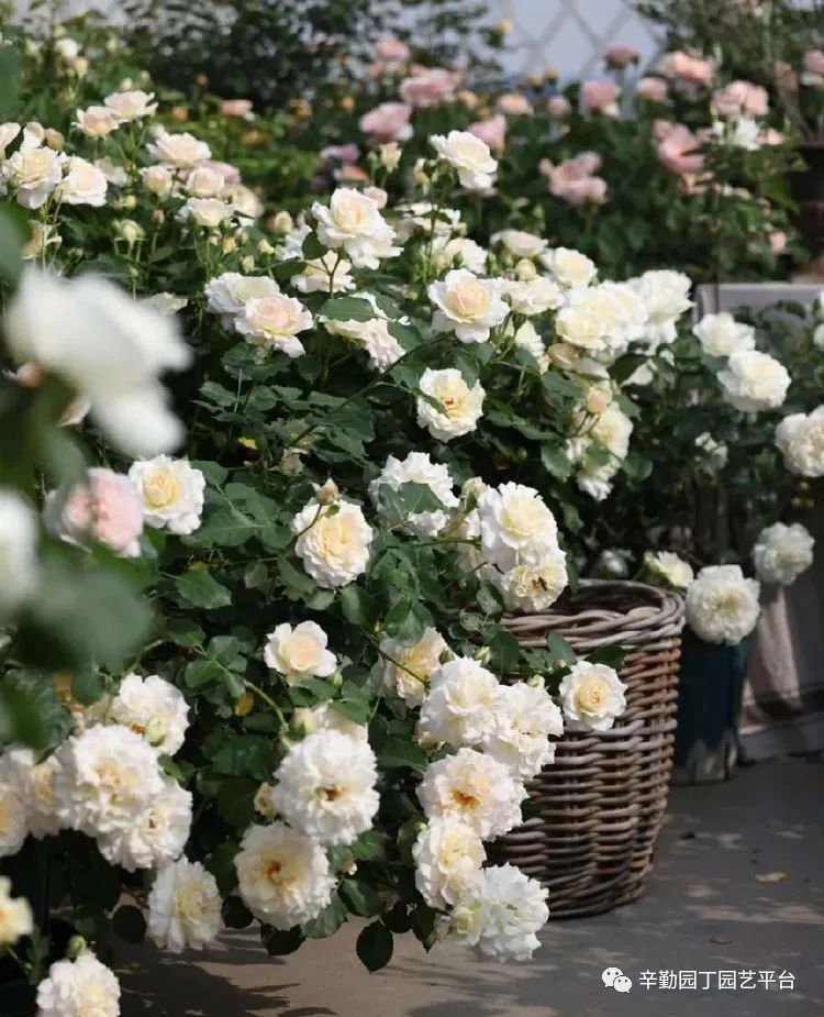 第八届园丁奖露台组《030号》洛基花园