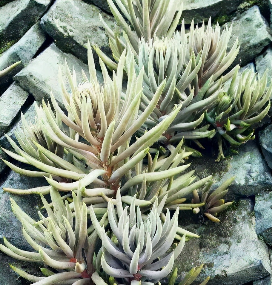 瓦房屋顶植物,瓦房上面的一种植物