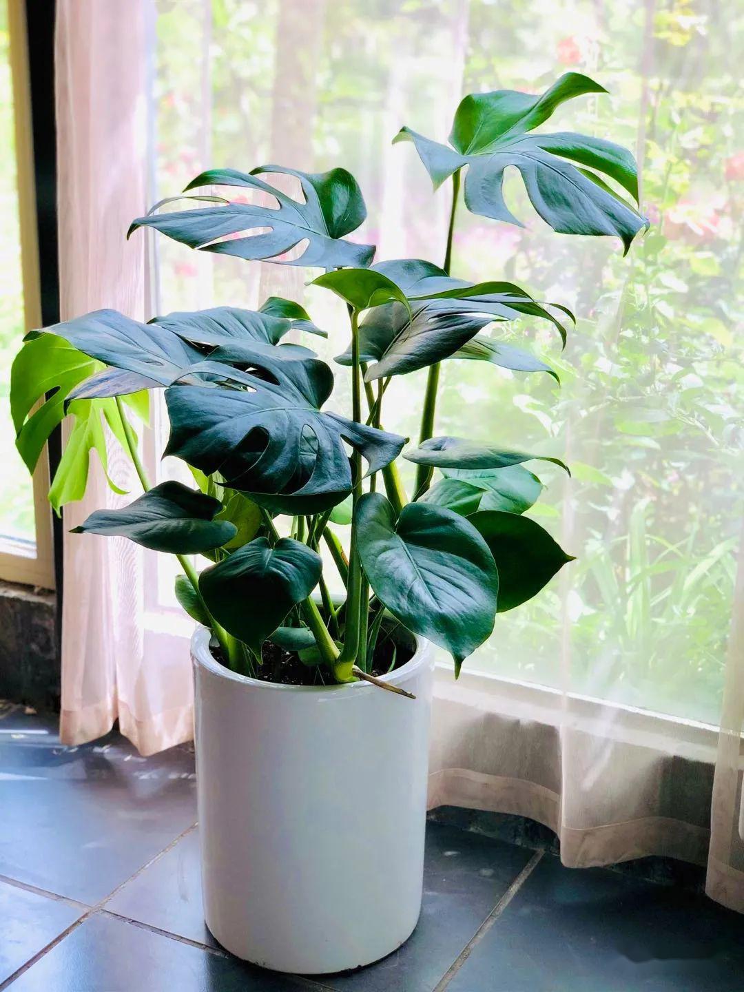 10种公认客厅最好养的花,适合客厅养的懒人花