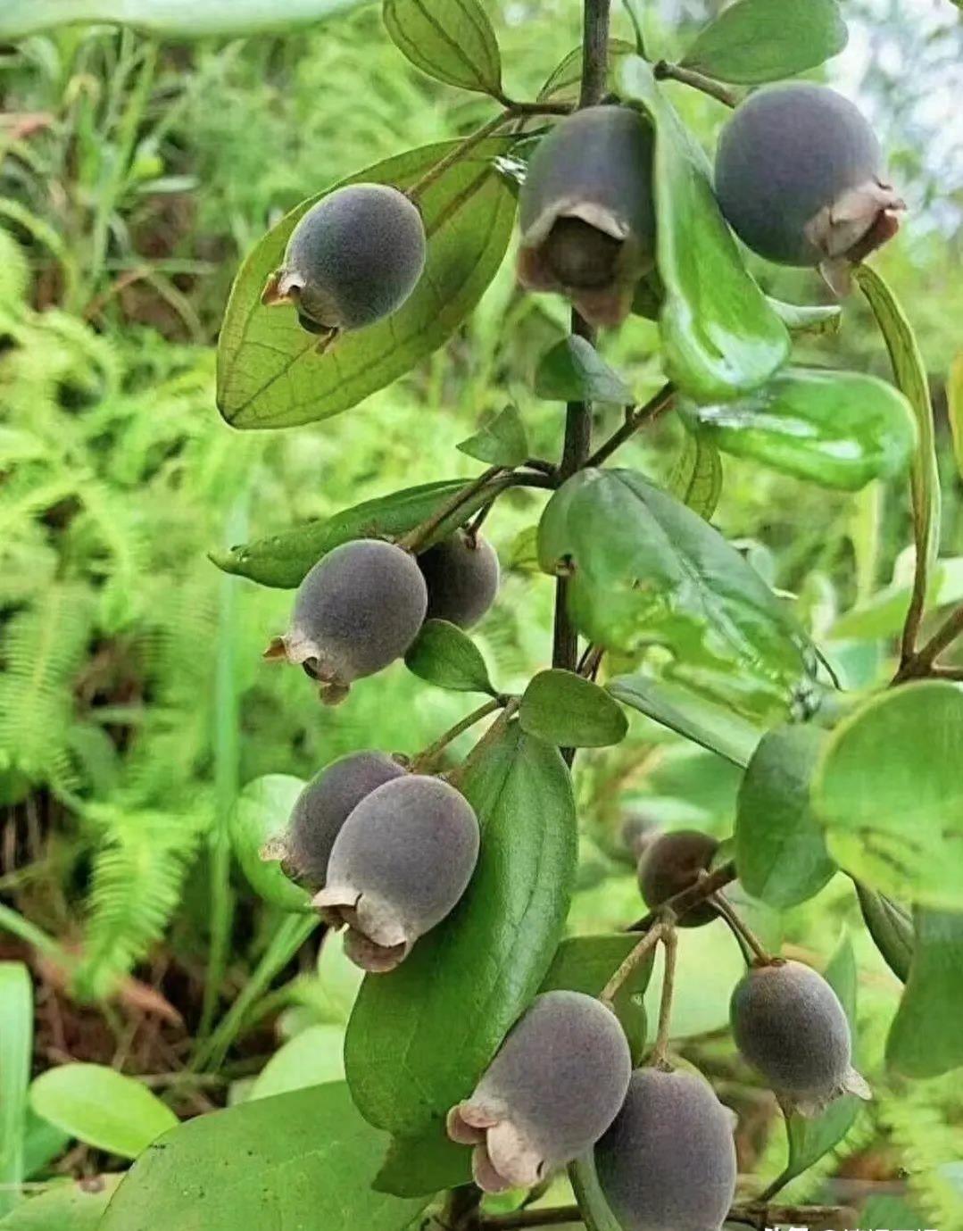 桃金娘果清远,清远桃金娘