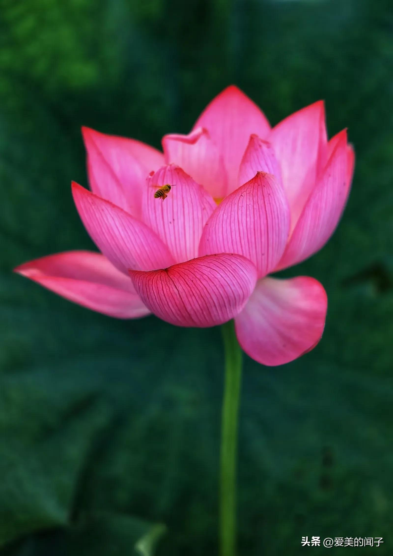 荷花仙子美得让人醉,夏日的荷花美景为你带来凉爽