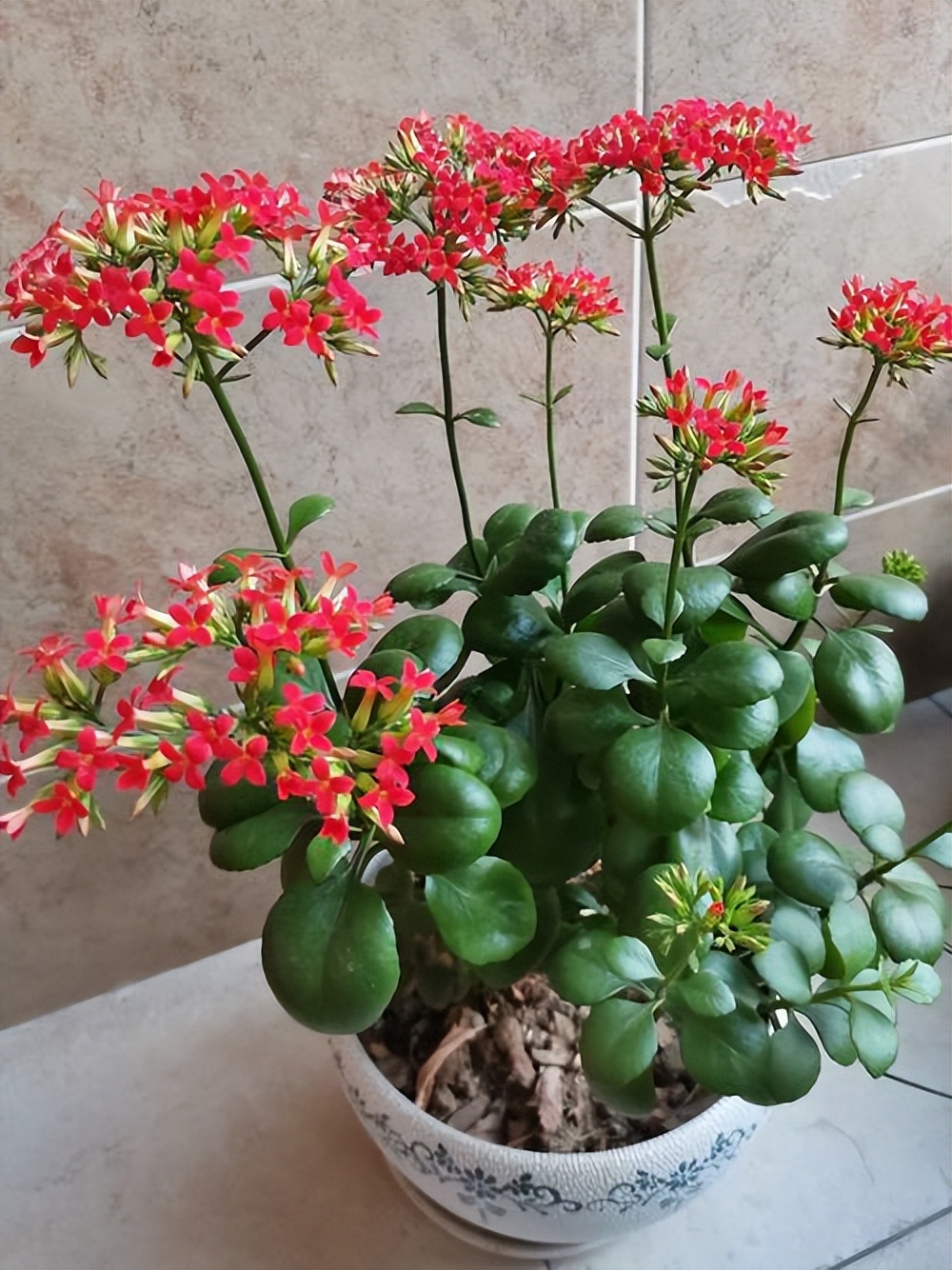 这10种花冬天最怕水越浇越死,5种花浇不死浇水越多长得越旺