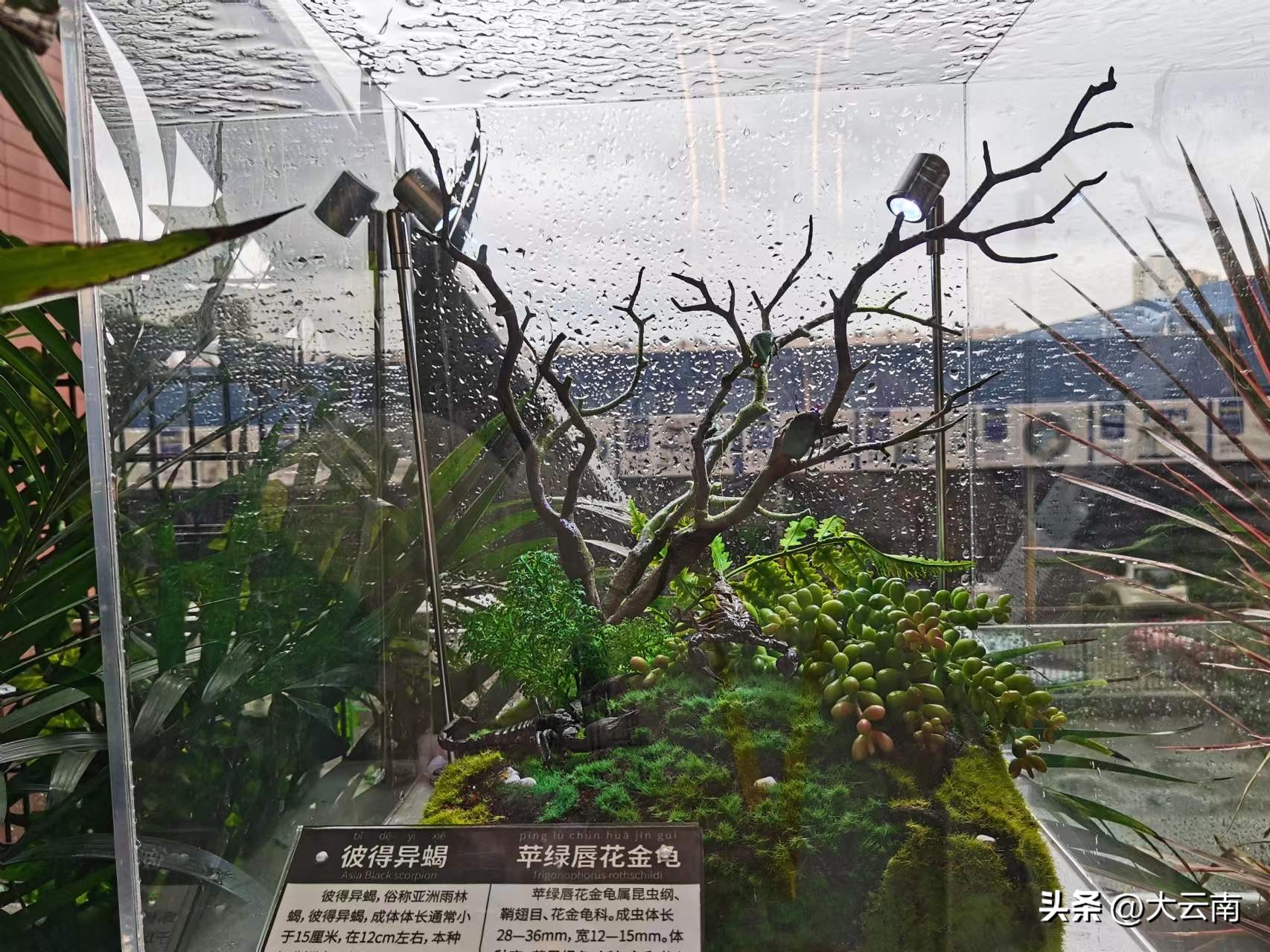 昆明欣都龙城：共谱民族和谐之曲共建民族团结商圈