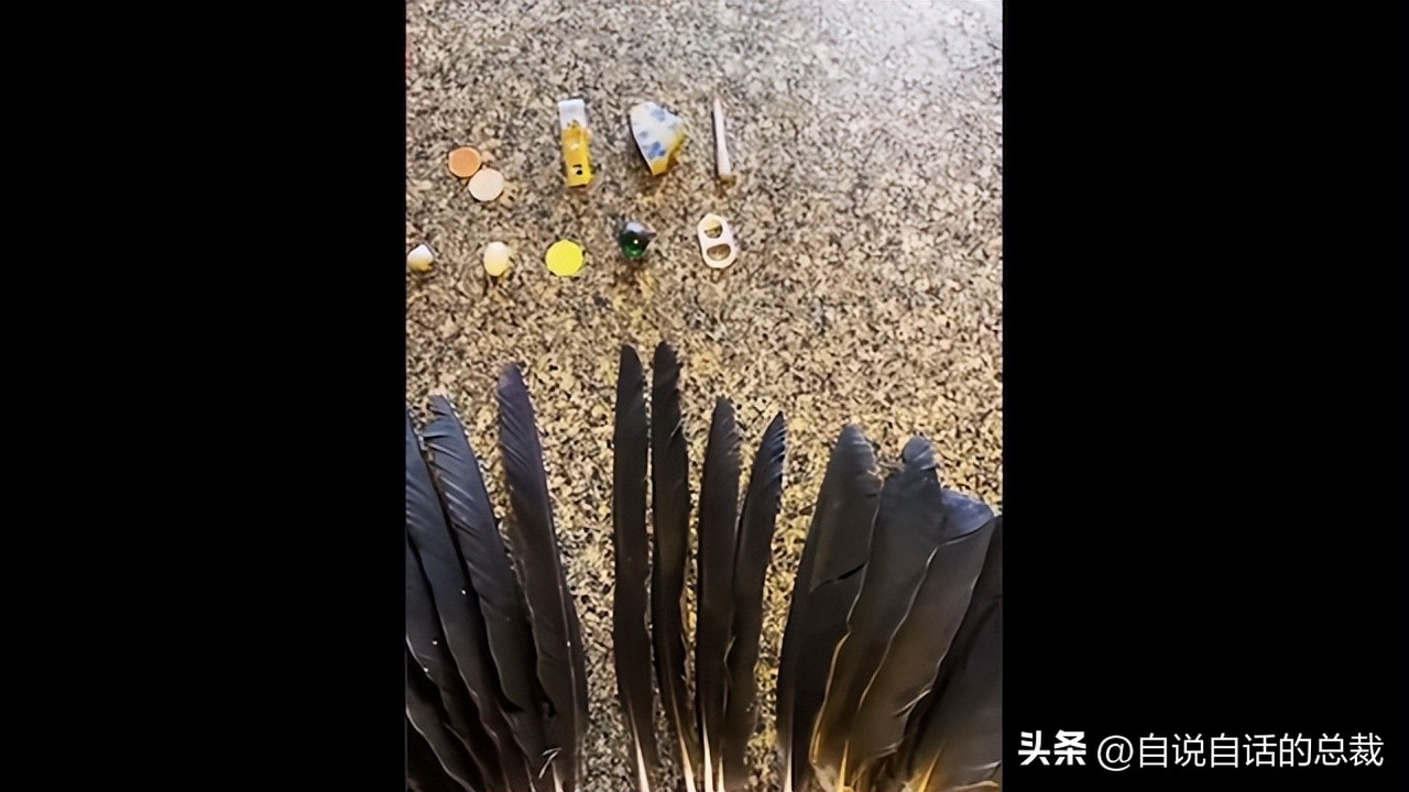 乌鸦为什么是外星人,外星人至今还未出现的5大原因