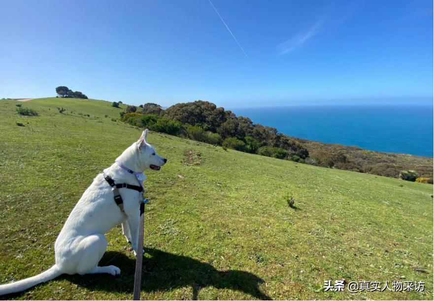 澳大利亚抢劫多吗,在澳洲被抢劫