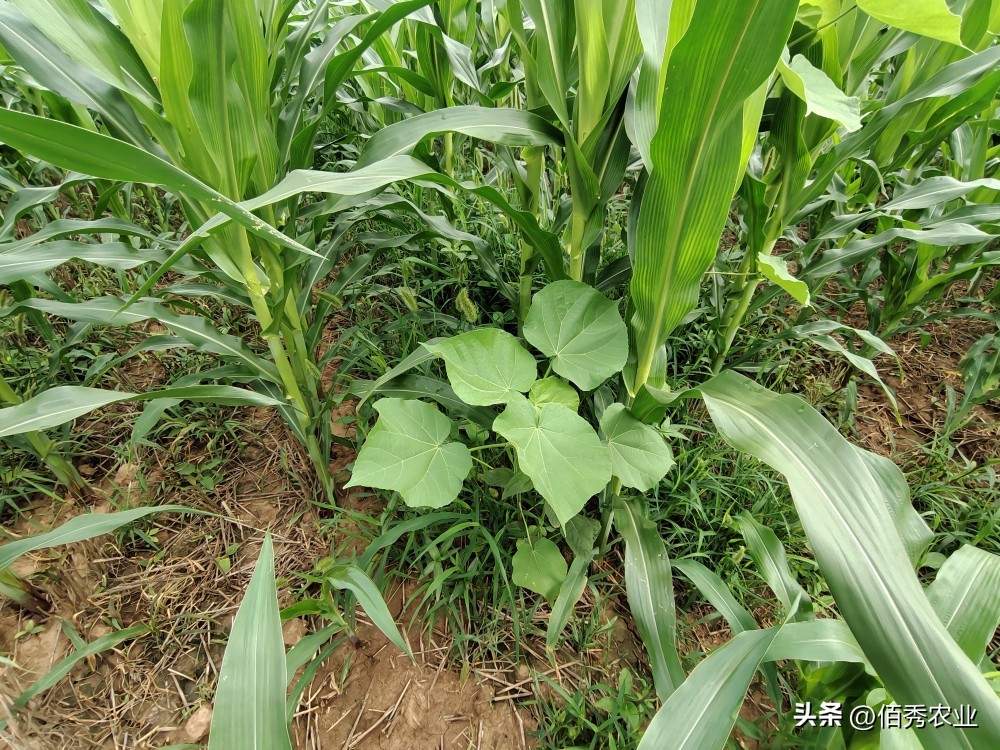 玉米田杂草一次除不净怎么办,玉米除草为什么草不死