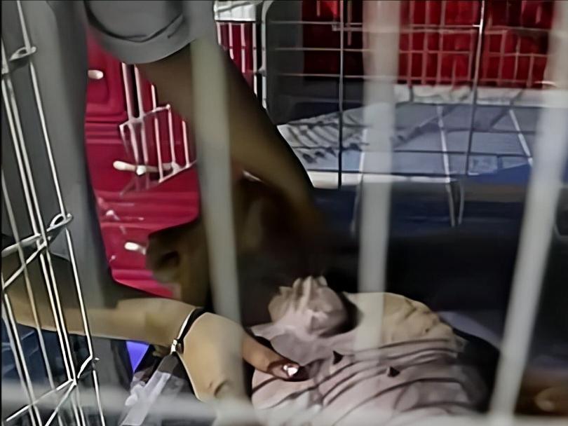 金毛因车祸导致瘫痪,金毛病倒了怎么了