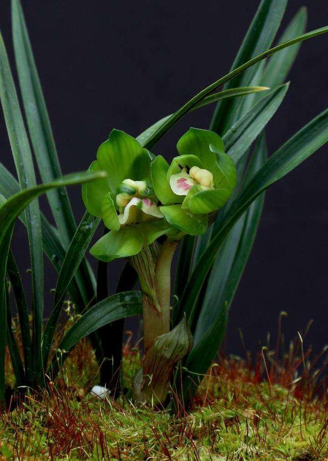 春兰皇后绿云引种苗图片,春兰皇后绿云来历