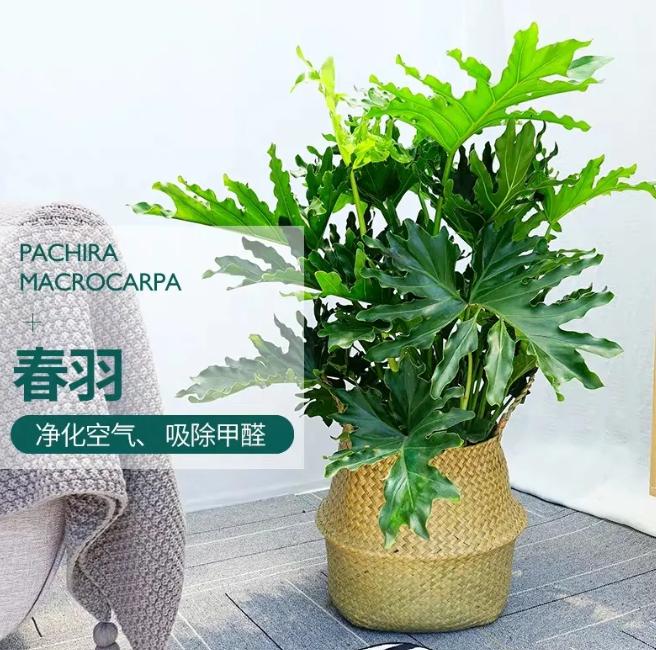 卧室养什么绿植能产生负氧离子,家里放多少绿植负氧离子多