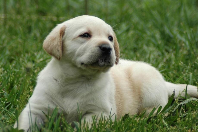 如何训练拉布拉多上厕所,拉布拉多怎么训练上厕所