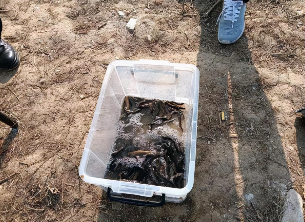 泥鳅党被抓视频,抓泥鳅钓鱼违法吗