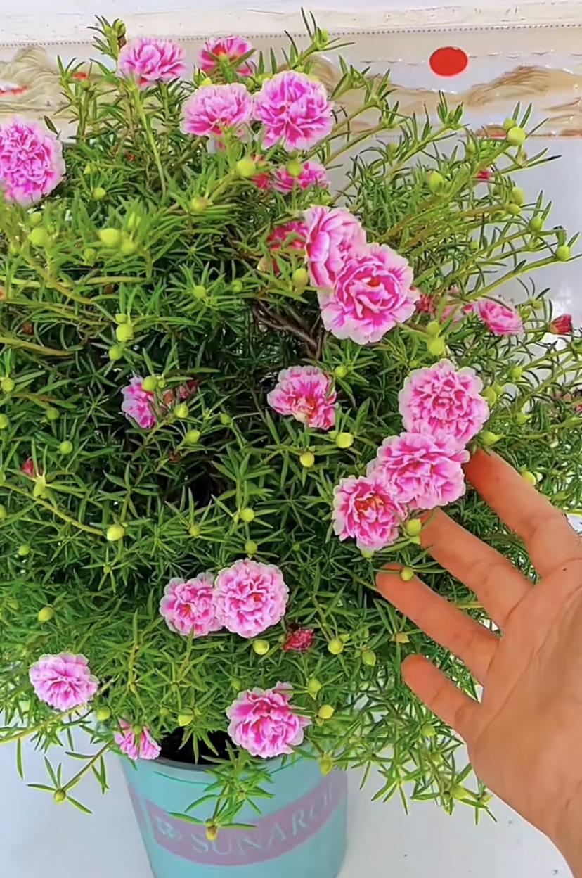 耐热的花好养的有哪些花卉,花期长耐热又好养的花卉