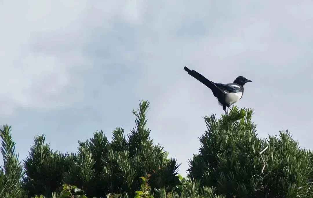 搬离城市，坐火车上班的年轻人：获得了真正的快乐！