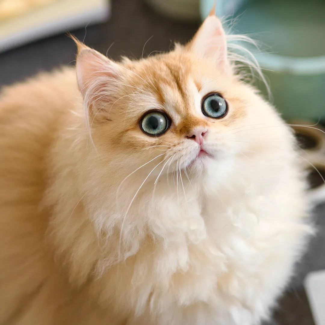 猫都撸撸撸秃了，开宠物店赚钱吗？调研了200家店的业内人这样说