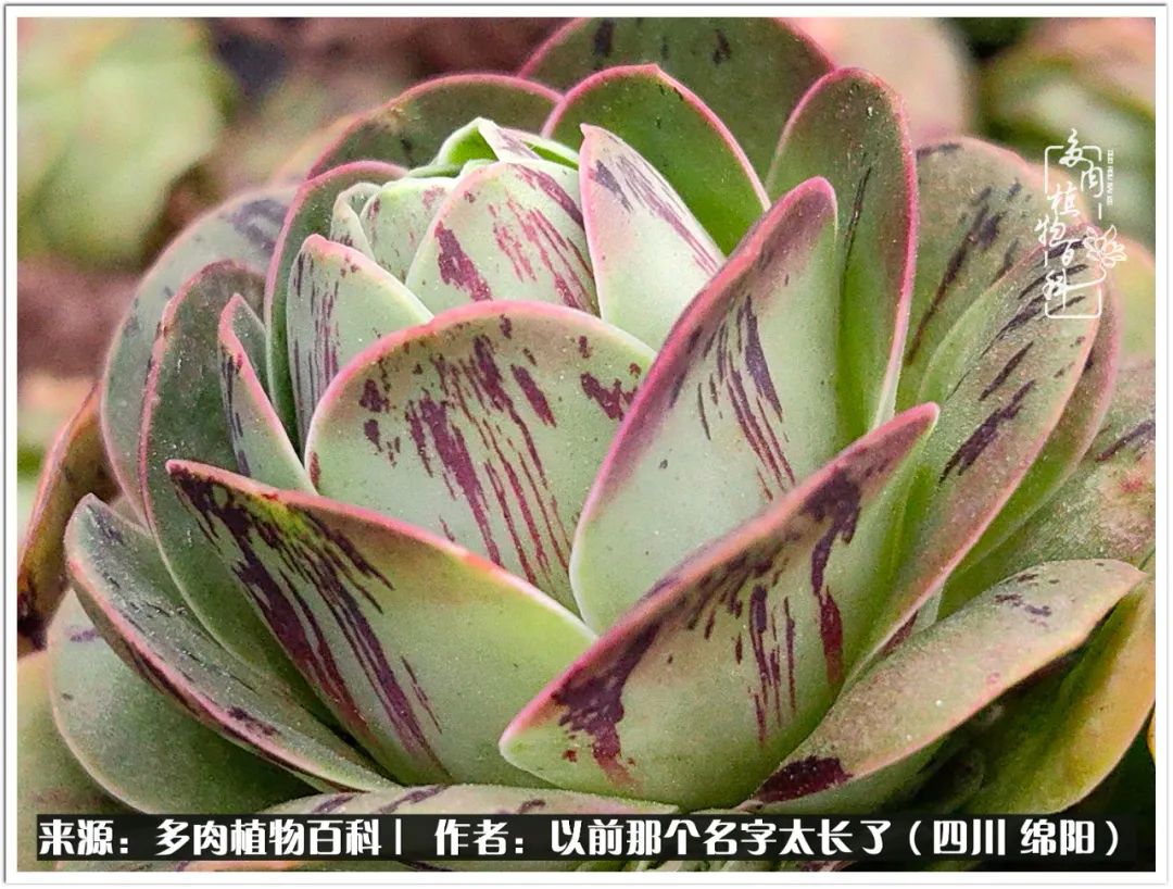 夏天山地玫瑰,小清新山地玫瑰