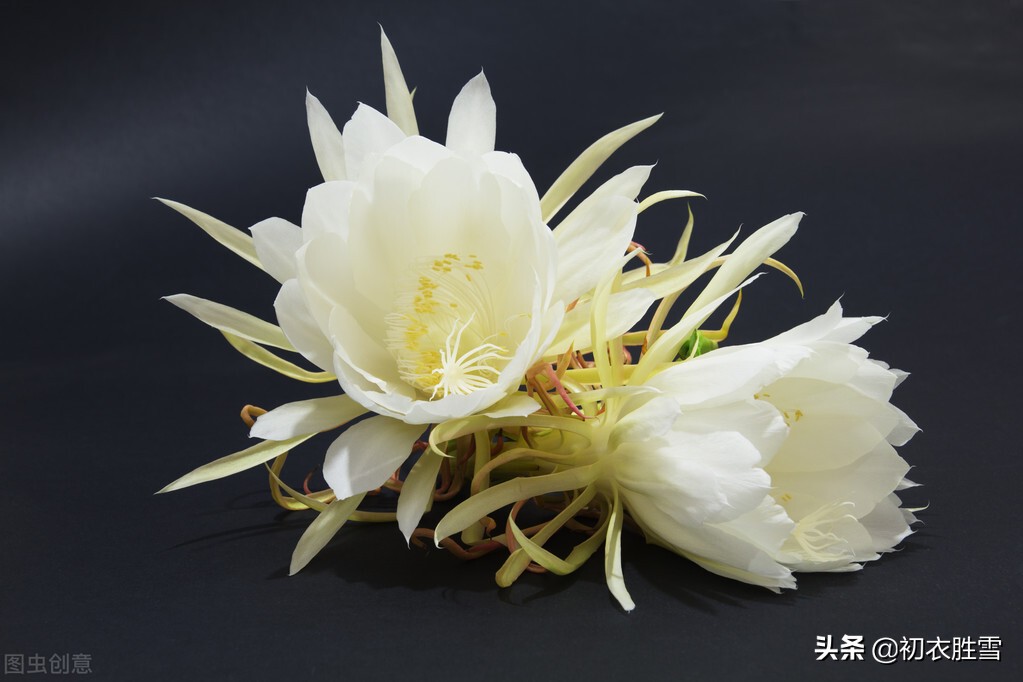 形容昙花美脱俗的诗句,描写昙花美的诗词