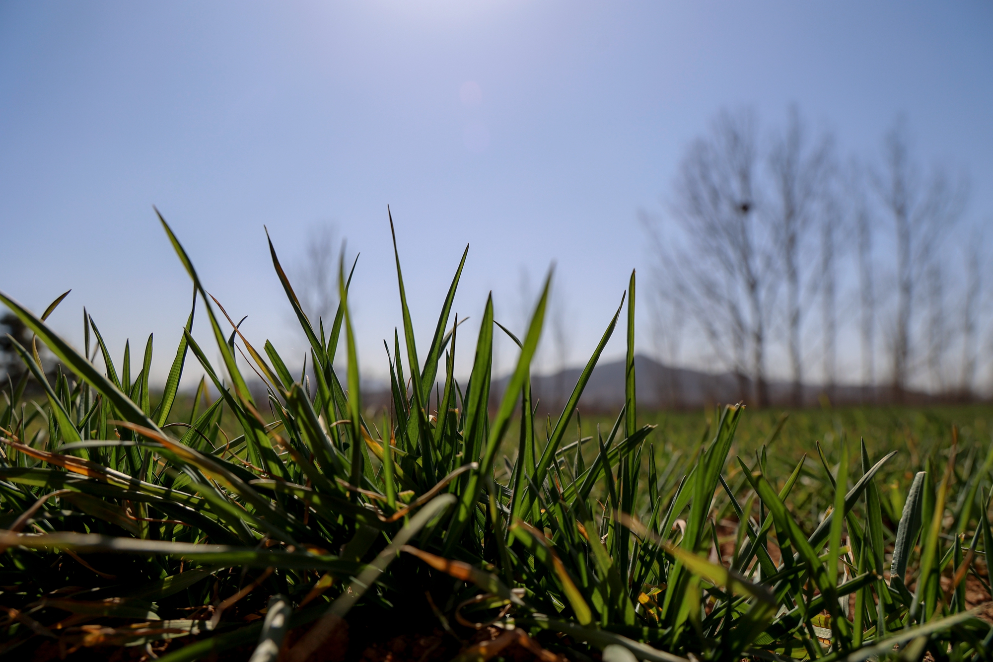 “云”上摄影展丨《徐村*光春**美人勤春来早》