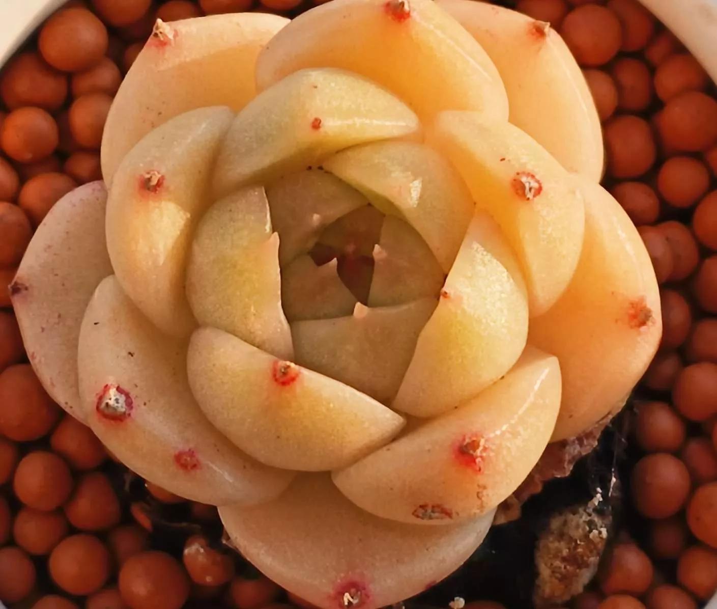 认识各种花的花名,认识各种花的名称