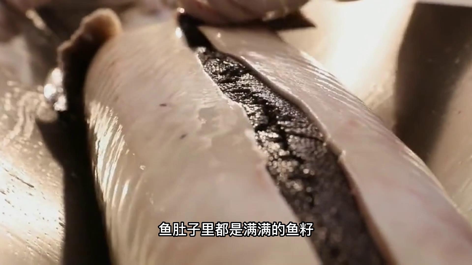 一条鱼价值25万，鱼肚子里藏“黄金”，东北老汉年赚千万财富