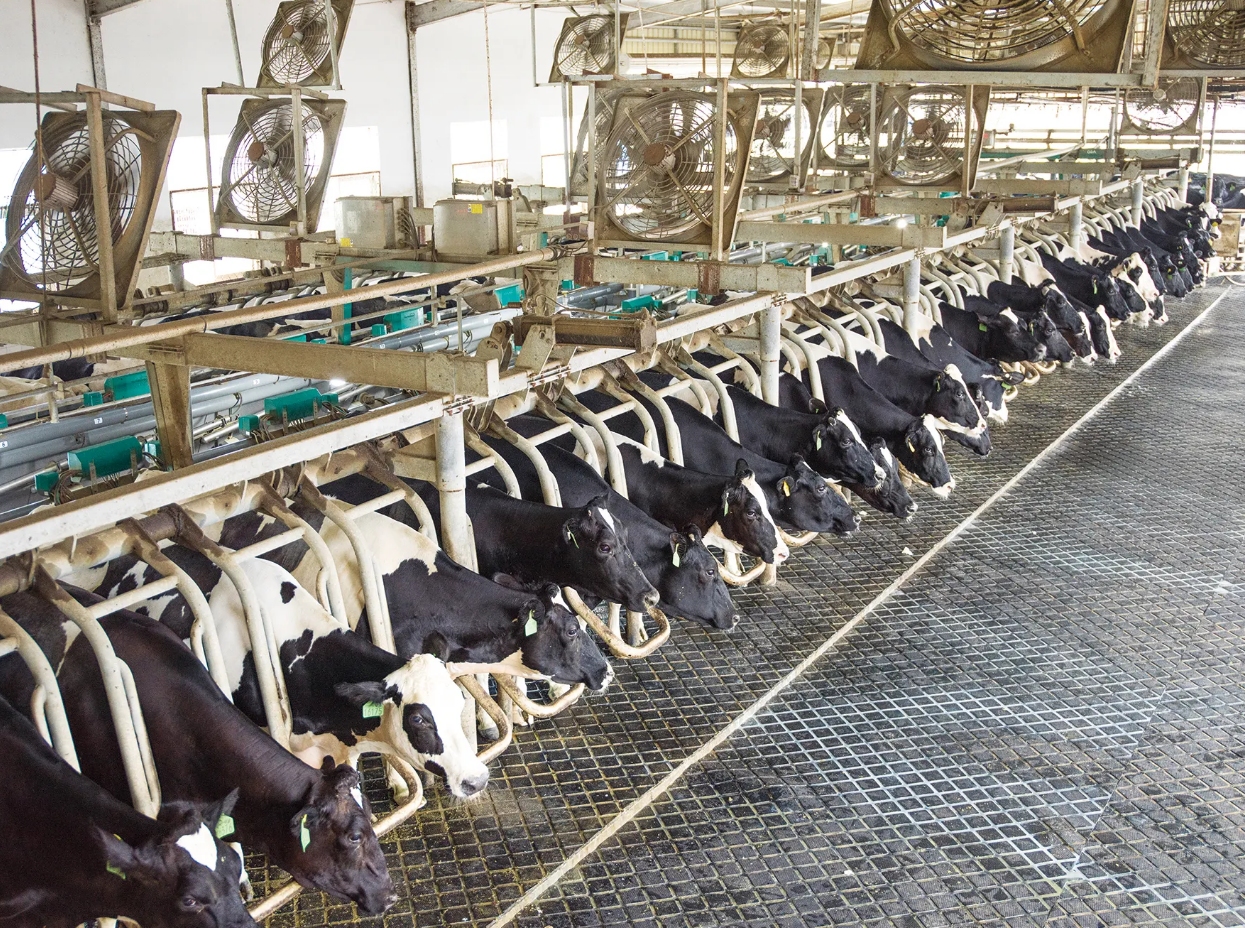 牛身上掏一个洞这对牛有何影响,为什么会在牛身上开洞