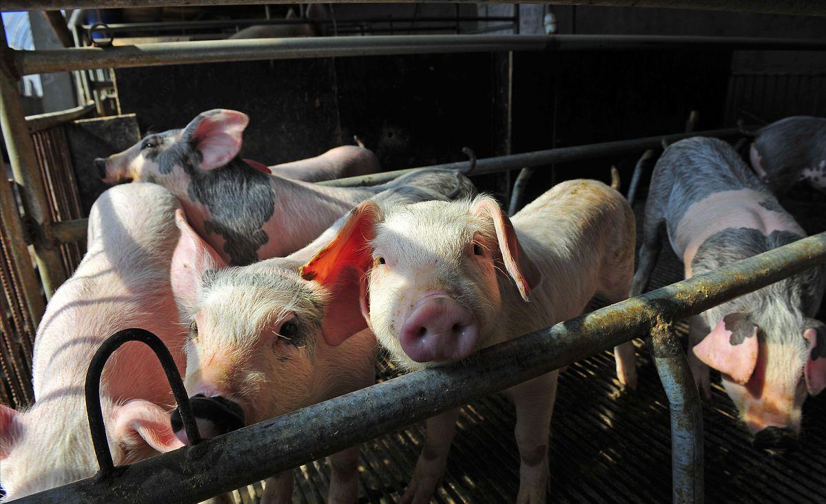 猪价持续下跌行情意外再筑新屏障,猪价连续回落短期供需或难改善
