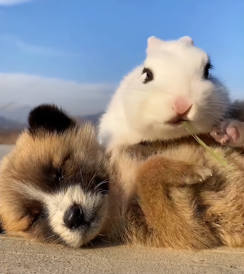 “狗界巅峰”：“把鸭当妈”骑鸭背上，全网最萌小狗吸粉550万