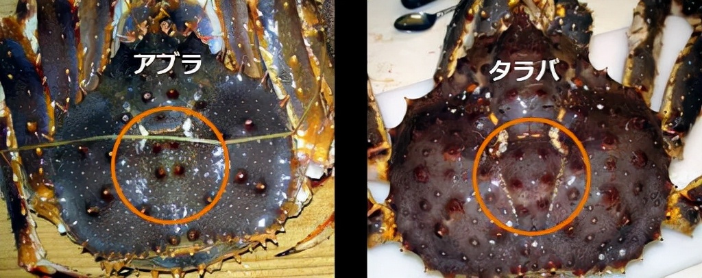 去日本必吃的五种海鲜,到日本必吃的饕餮美食