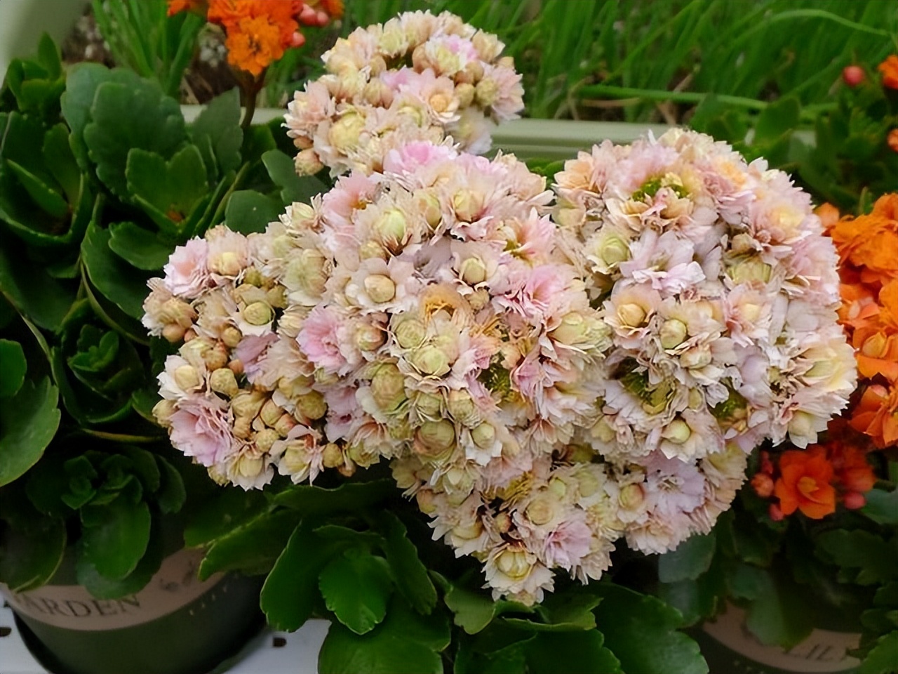 适合养在室内的吉利花有哪些,适合在北方养的吉利花