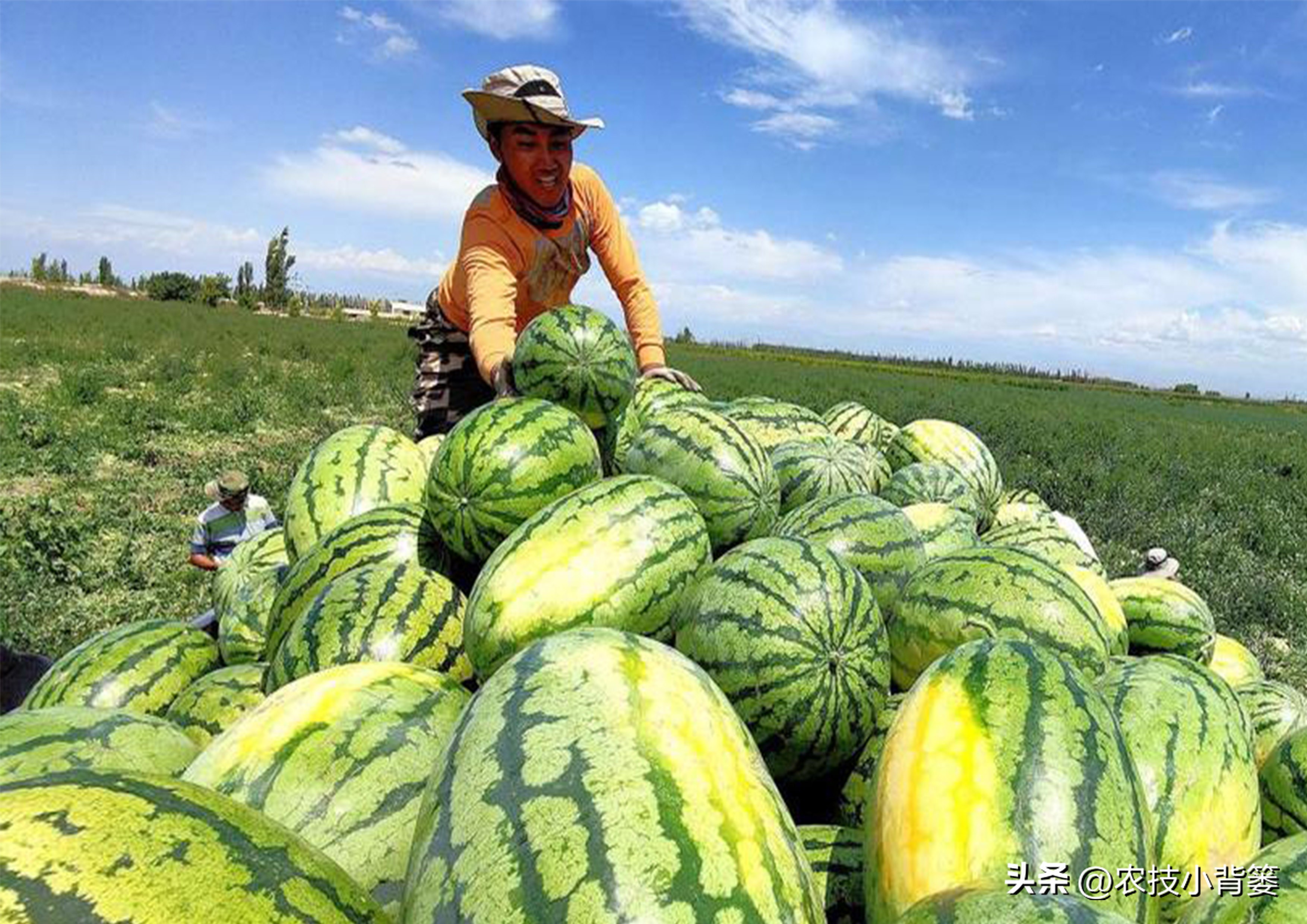 西瓜怎么种植才能高产一点,西瓜有哪些种植管理技巧