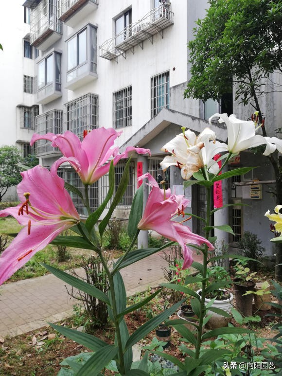 百合开完花怎么养它才能二次开花,百合花的盆栽方法和注意事项