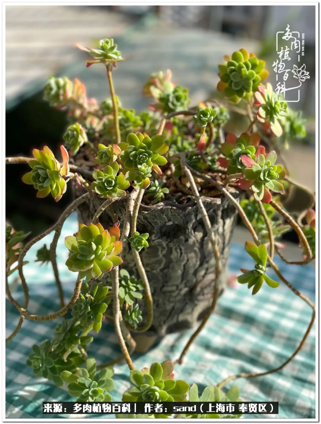 养点花草给生活添点乐趣,养点花花草草心情自然会好