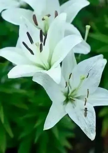 在春暖花开季节遇见浪漫,浪漫总是发生在春暖花开时配音