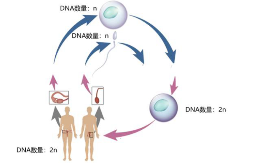 一个人来到世上的几率有多大,一个人来到世上真实的概率