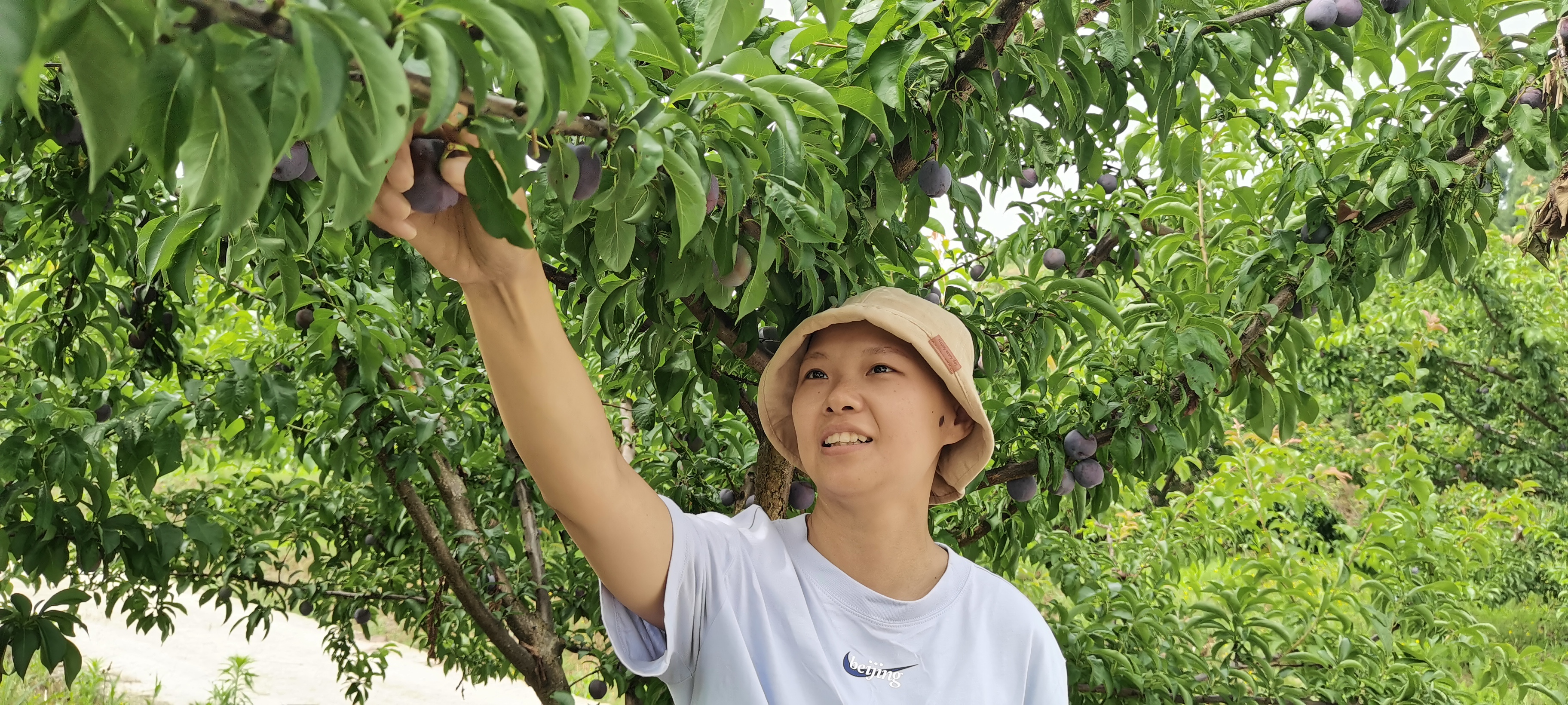 抿甜！蓝莓冰糖李成熟挂枝头采摘游玩正当时