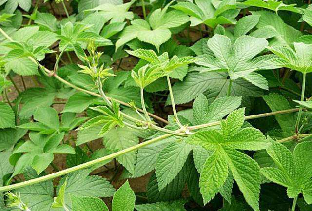 清明期间开的野花有哪些,清明节野花