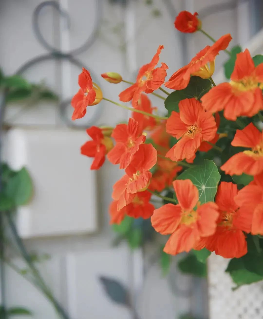 种什么花一年四季开花还好打理,南方一年四季蔬菜播种时间表