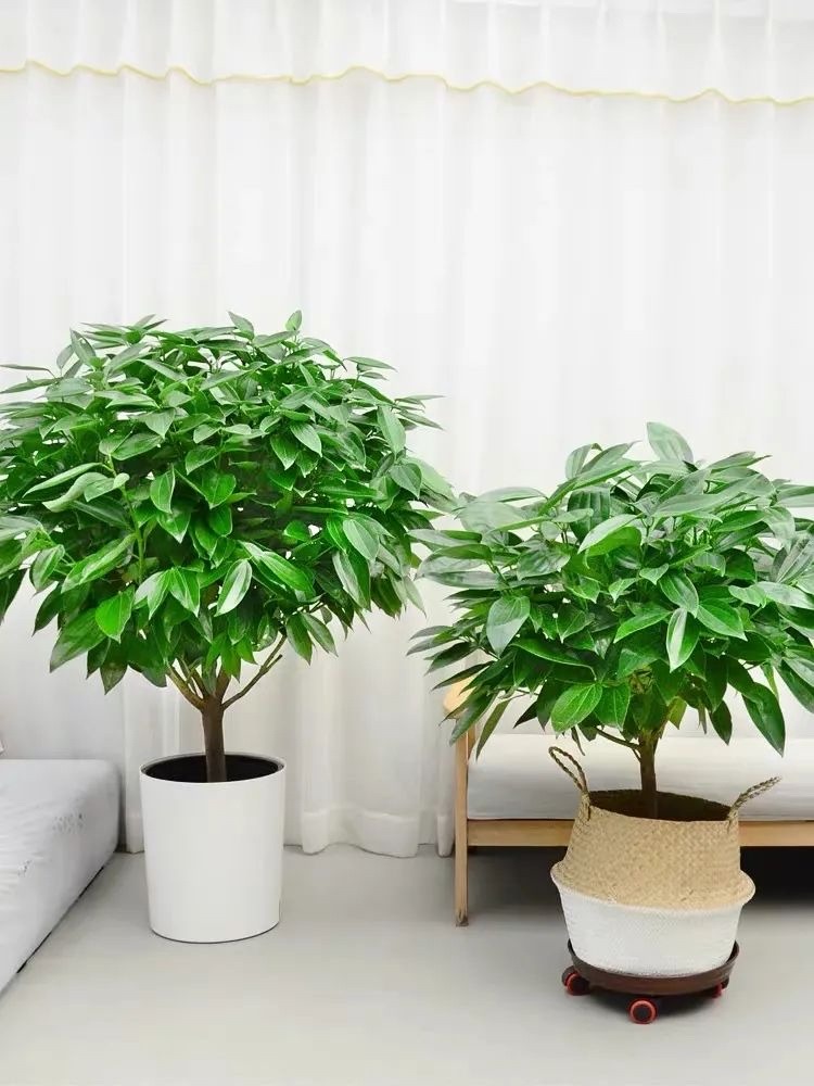 客厅最旺财的4种树,客厅种什么绿植最佳风水好