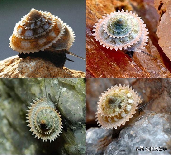 真实存在的十大奇怪动物,历史上无法解释的十大超自然动物