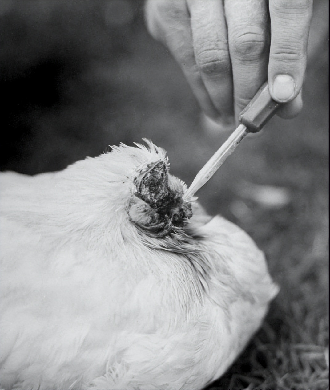 盘点十大难以杀死的动物,被砍了头的鸡还能活多久