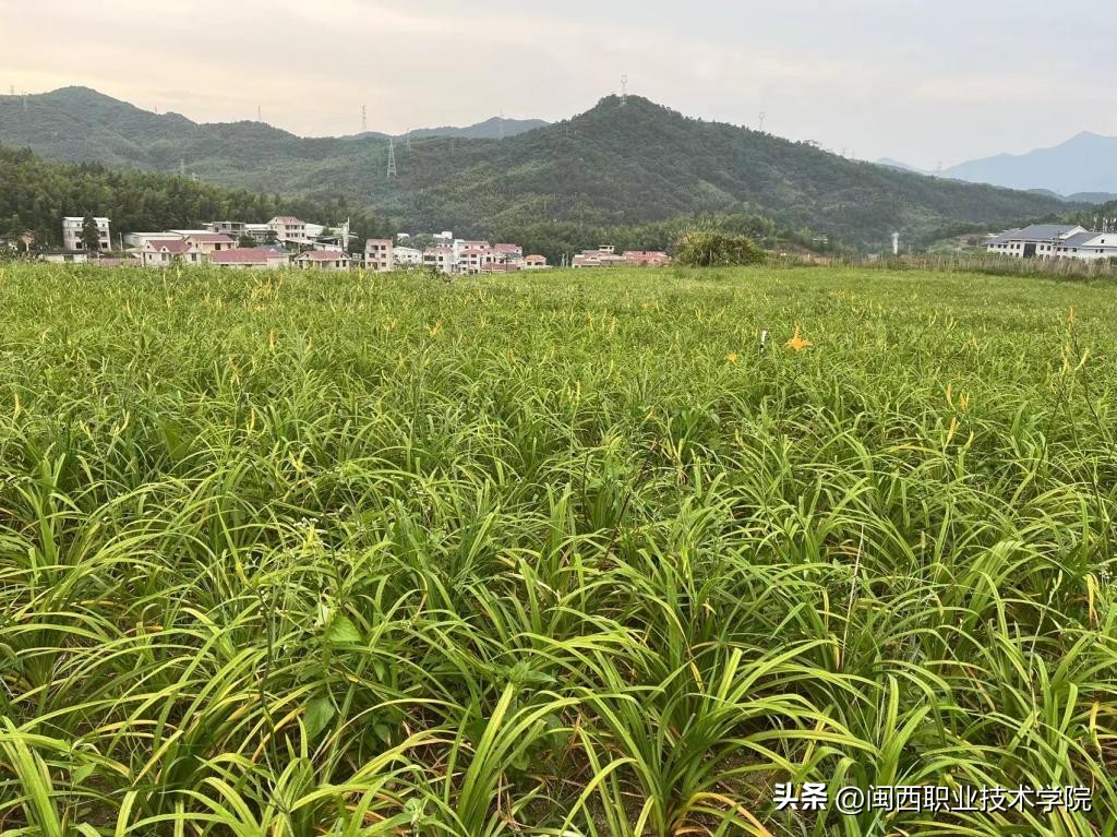 乡村振兴西瓜大棚种植项目方案,大棚葡萄反季种植乡村振兴