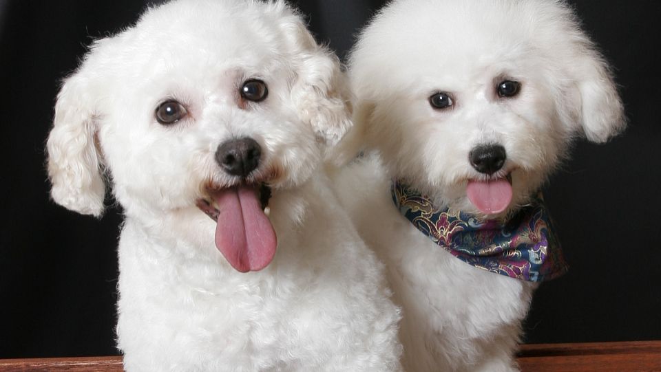 比熊犬要注意的事项,比熊犬撒娇的声音