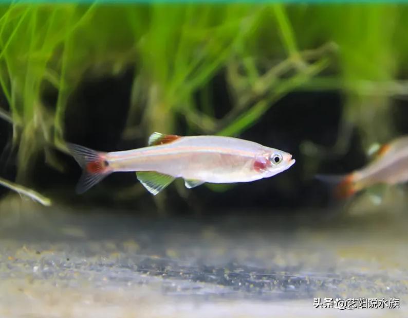 八种不用加热棒的观赏鱼,最皮实好养无需加热的观赏鱼