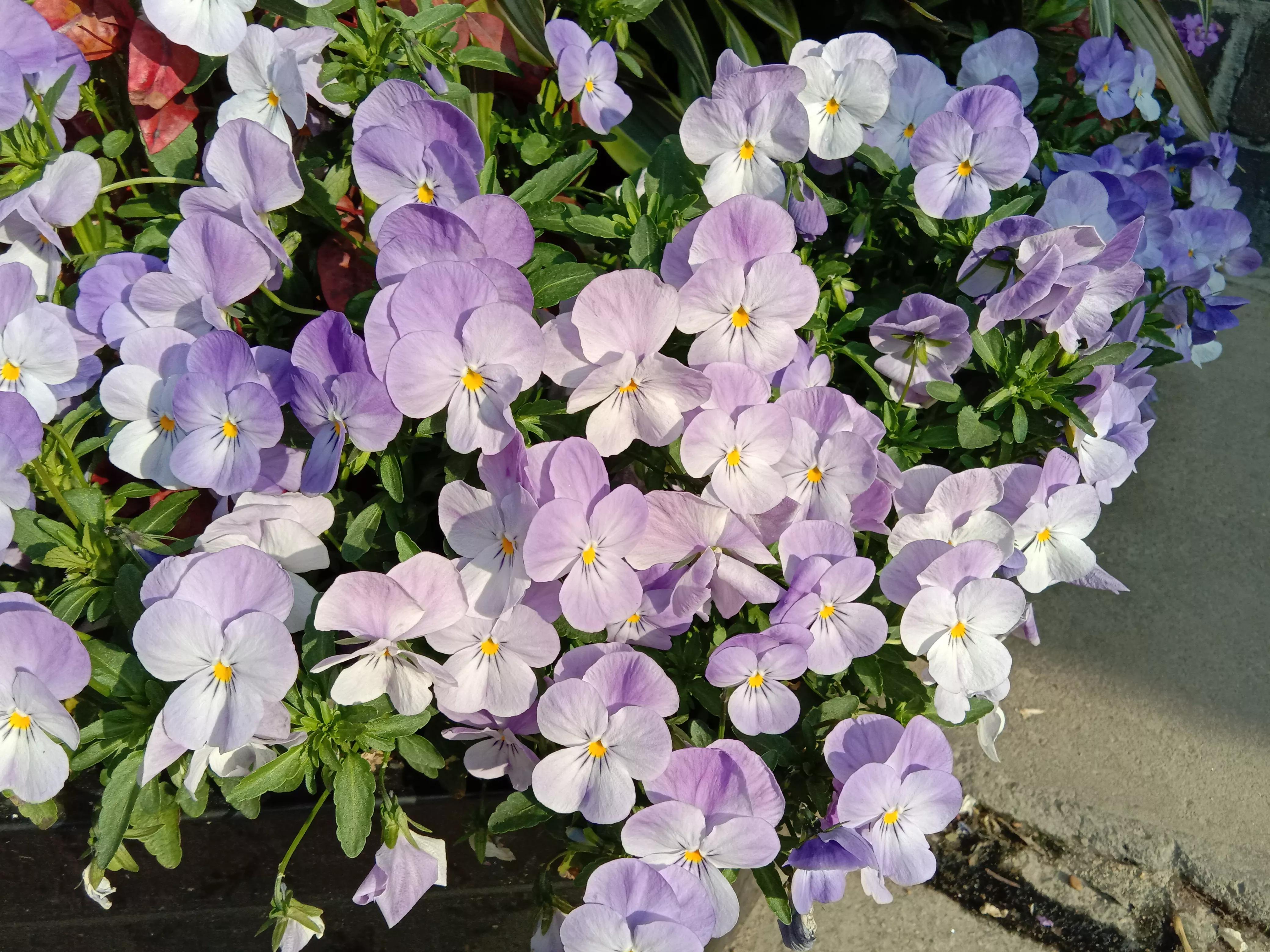 花开花香浓郁,花开花香粤语