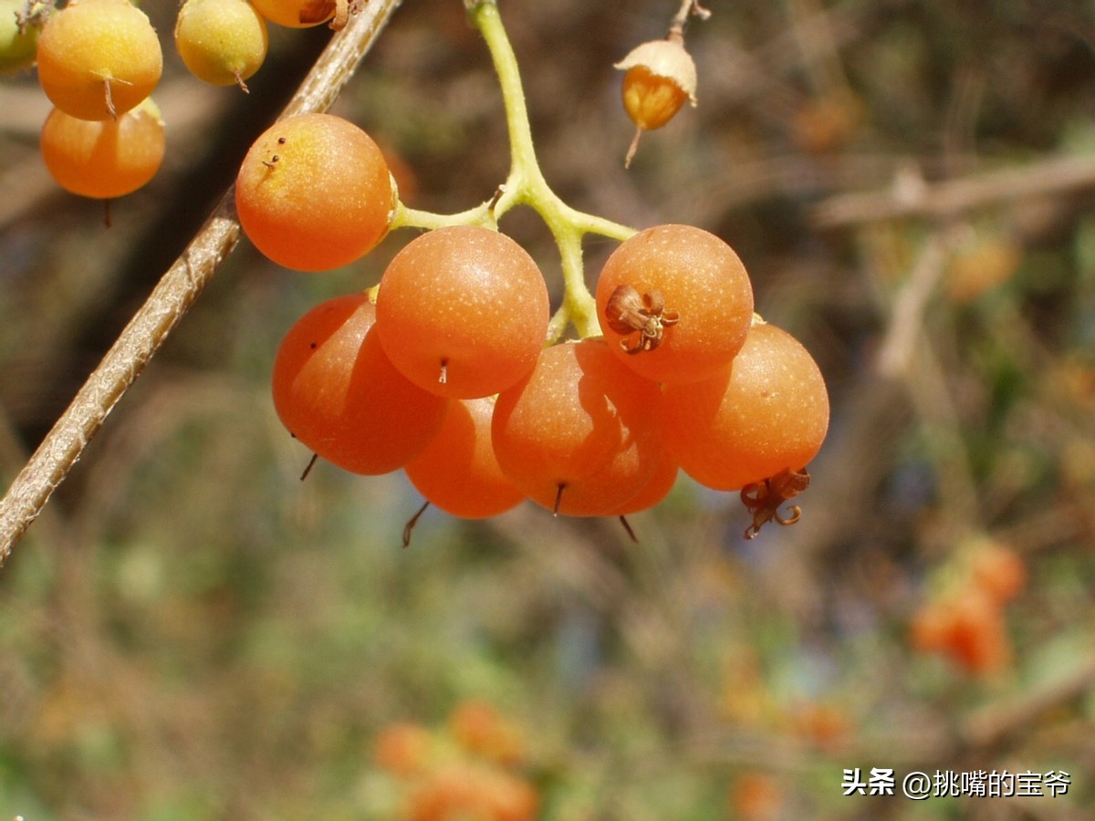 身处非洲，物种孤立进化的马达加斯加，各种奇瓜异果满岛飘香