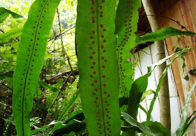 七星剑植物功效,七星剑草药盆景